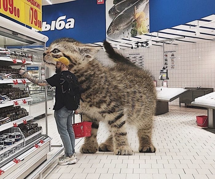 Gato gigante en supermercado