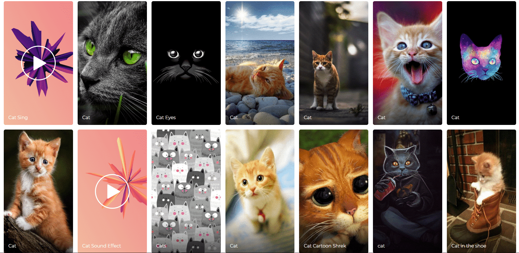 8 webs para descargar los mejores Fondos de pantalla de gatos | MIAUMOR