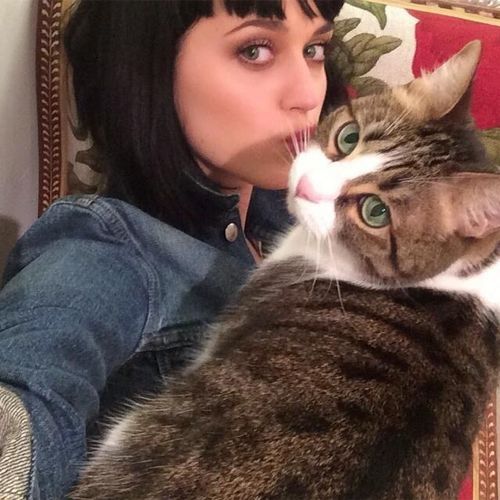 Paralizar perderse Raramente Purr y Meow los perfumes de Katy Perry con los que salvas Gatos!