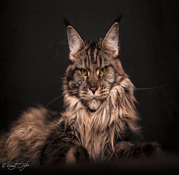 Gato Maine Coon Cat