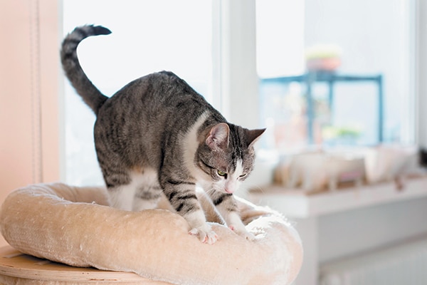 ▷ ¿Por qué los gatos amasan? Significado y Motivos - MIAUMOR