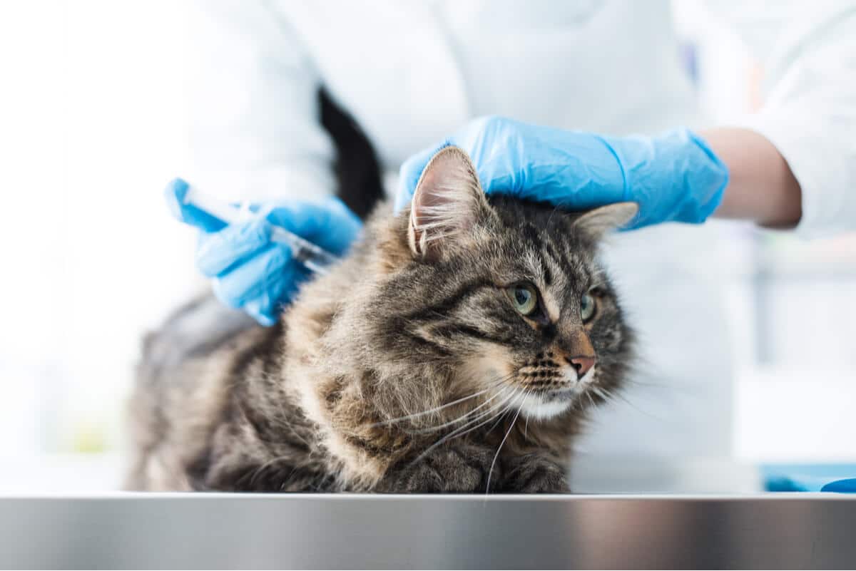 arma Todos escalar Vacunación en gatos ¿Sabes cuándo debes vacunar a tu gato? | MIAUMOR