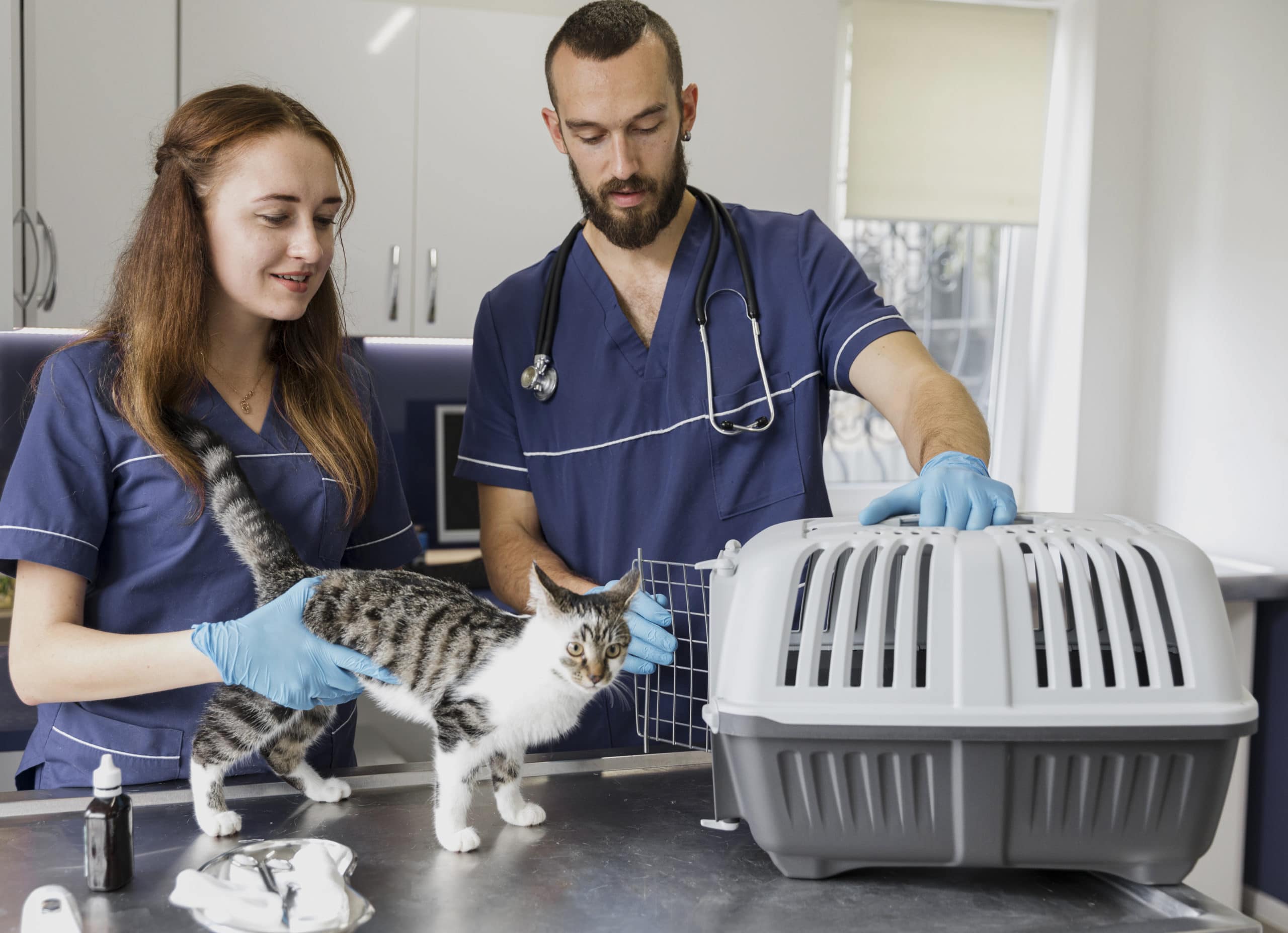 Обследование кошек. Iran Pet Clinic.